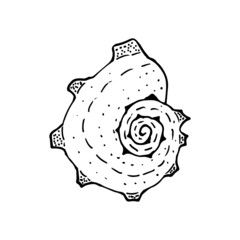 Hand-drawn seashell spiral with a texture of many dots.