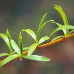 Lovely tender green blossoming leaves on a tree.
