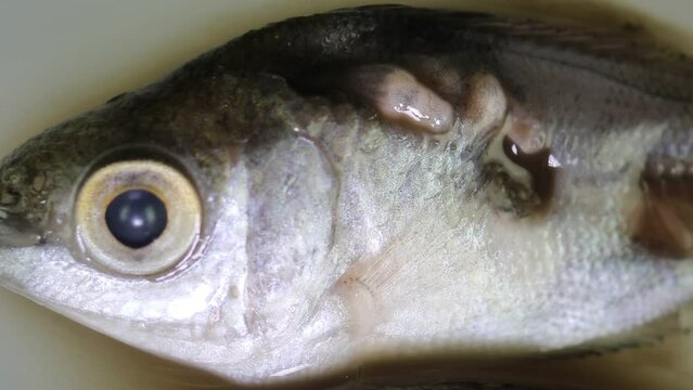 Study of Clinostomum sp. under microscope view in laboratory.
