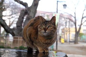 神社の手水から水を飲む飼い猫　＠東京