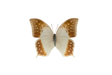  butterfly (charaxes fulvescens) isolated