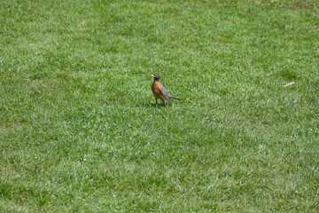 American Rubin Posing His Orange Chest In Front of Camera For Mating Competitions