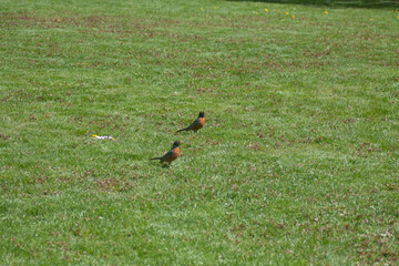 A Pair of American Rubin In The Park