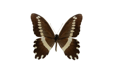  butterfly papilio isolated on white background