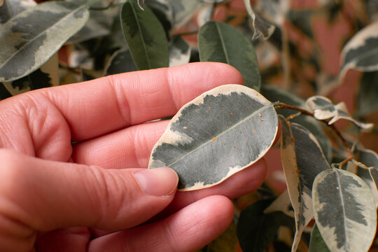 A woman's hand holds a leaf of Ficus benjamina also infested with scab on leaves thrips, as evidenced by misshapen leaves and numerous tiny spots.Minimalist home decor concept. Home and garden, garden