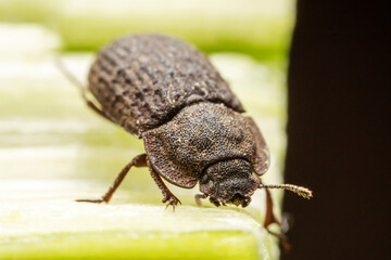 A darkling tenebrionid perch on plants in the wild, North China