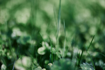 Young green clover leaf grass and myrcroclover seeds and fertilizer for a beautiful lawn in the rays of sunset summer light, stylish background design