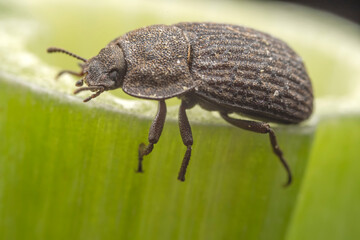 A darkling tenebrionid perch on plants in the wild, North China