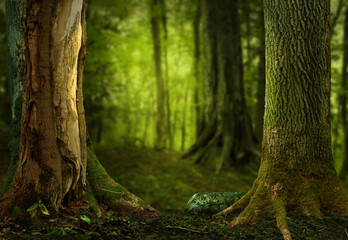 Shady fairy tale forest. Old mossy trees with mossy roots. Fantasy woods landscape with massive mossy trunks and light green blurry background