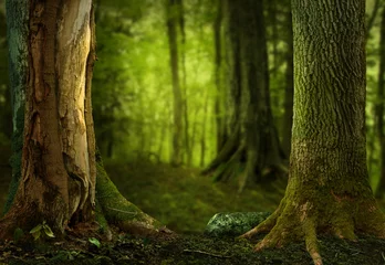 Fototapeten Schattiger Märchenwald. Alte moosige Bäume mit moosigen Wurzeln. Fantasy-Waldlandschaft mit massiven moosigen Stämmen und hellgrünem, verschwommenem Hintergrund © Happetr