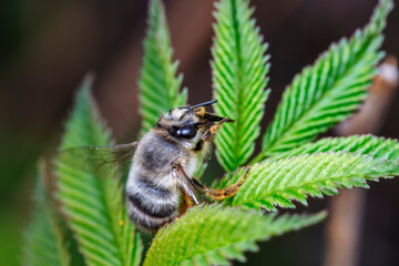 A bumblebee lives on a wild plant in North China
