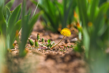 Beautiful dandelion flowers in the park, North China