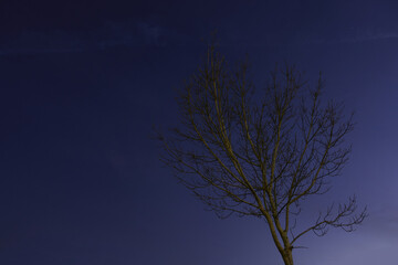 Closeup of an autumn tree against a fading light