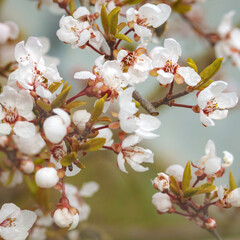 Lovely tender sakura flowers in spring on a tree.