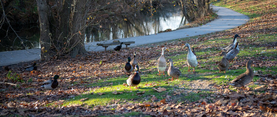 Raft of ducks roaming in a park covered with autumn leaves next to a pathway and a pond