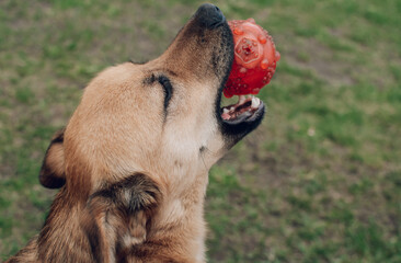 A ginger dog holds a toy in his mouth, lies on a grassy meadow in the summer
