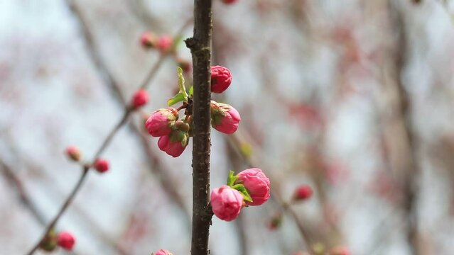 Beautiful elm leaf plum flowers are in the park, North China