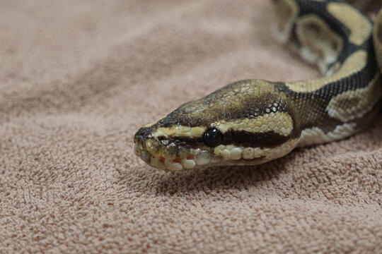 Closeup of a ball python snake on a towel