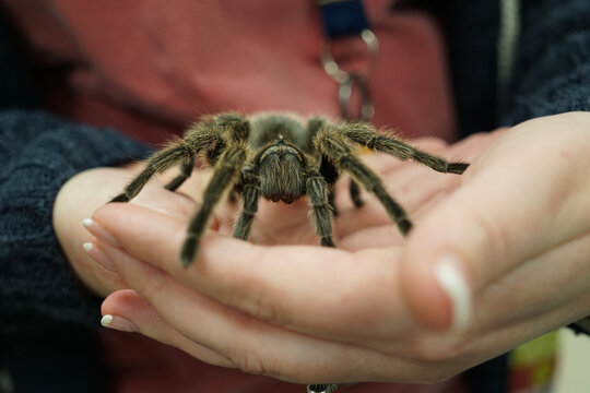 Closeup Of A Person Holding A Tarantula Spider