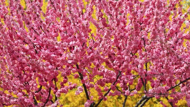 Beautiful elm leaf plum flowers are in the botanical garden, North China