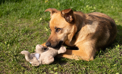 A ginger dog holds a toy in his mouth, lies on a grassy meadow in the summer