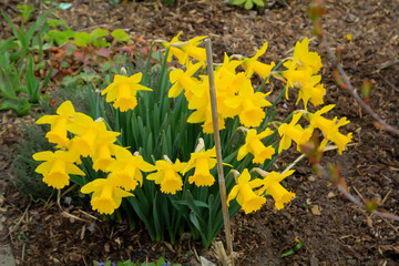 Jede Menge Osterglocken, Narzissen auf einer Blumenfläche.