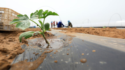 farmers plant watermelon seedlings on a farm, North China