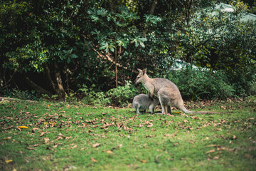 View of a kangaroo with its baby in the zoo