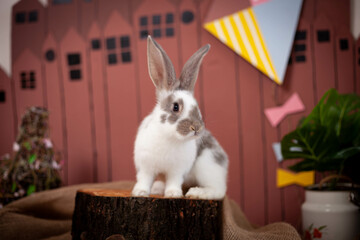 spotted rabbit sniffs white flowers
