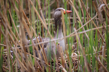 Graugänse in ihrem Nest welches im Schilf versteckt ist.