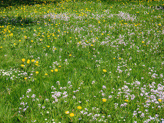 bunte Blumenwiese im Frühling 