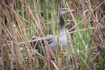 Graugänse in ihrem Nest welches im Schilf versteckt ist.