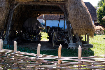 Sura in the woods of Sibiu 10