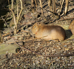 Ein Capybara ruht sich in der Sonne aus.