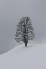arbre solitaire en hiver , contraste noir blanc