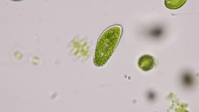 Paramecium caudatum is a genus of unicellular ciliated protozoan and Bacterium under the microscope.
