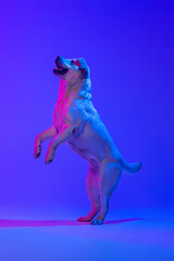 Obraz na płótnie Canvas Portrait of beautiful golden Labrador, purebred dog posing isolated on bright blue studio background in neon. Concept of animal, pets, beauty, fashion