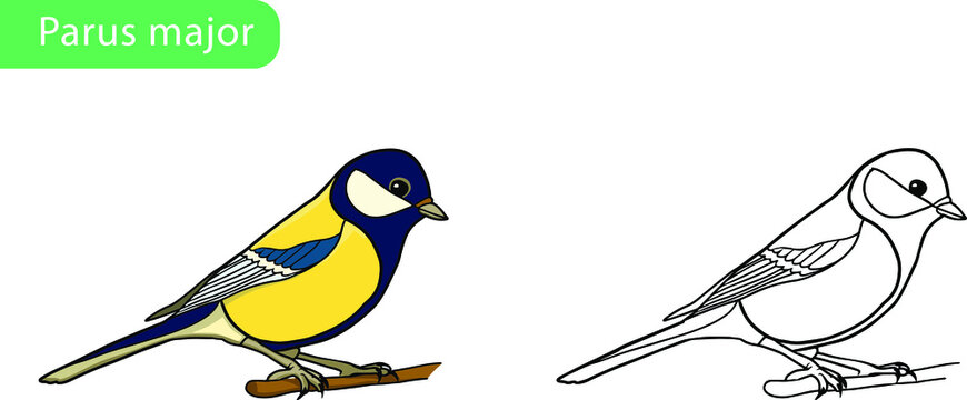 parus major, titmouse vector drawing coloring book. Outline for decorating a bird. Transparent background. urban fauna. A yellow and blue little bird sits on a branch. EPS10
