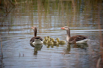 Eine Familie Graugänse mit ihrem Nachwuchs an einem Teich.
