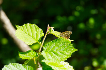 Speckled Wood Butterfly (Pararge aegeria) perched on green leaf in Zurich, Switzerland