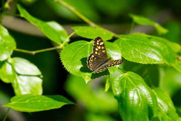 Obraz premium Speckled Wood Butterfly (Pararge aegeria) perched on green leaf in Zurich, Switzerland