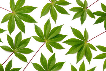 cassava or manihot plant leaves, also known as manioc, yuca or brazillian arrowroot, calorie-rich...