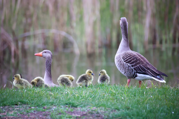 Eine Familie Graugänse mit ihrem Nachwuchs an einem Teich.