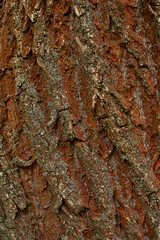 Dark brown wood surface oak color Split pattern for texture and copy space in design background