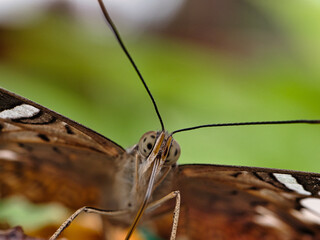 Shallow focus of Parthenos Sylvia butterfly on a green blurry background