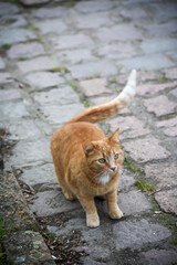 Portrait einer verspielten Katze mit rotbraunen Fell.

