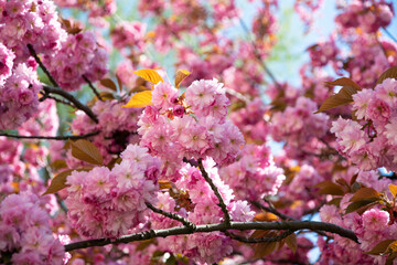 Blooming pink japanese sakura tree	