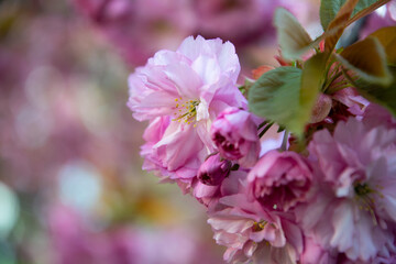 Fototapeta na wymiar Blooming pink japanese sakura tree 