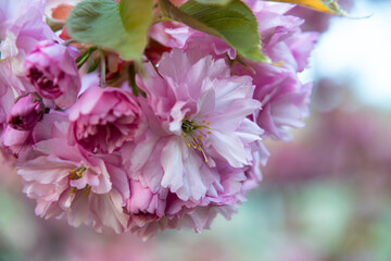 Blooming pink japanese sakura tree	
