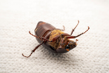 Coleoptera insect -- Scarab, North China